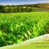 خرید و فروش شرکت گریدار کشاورزی در خوزستان